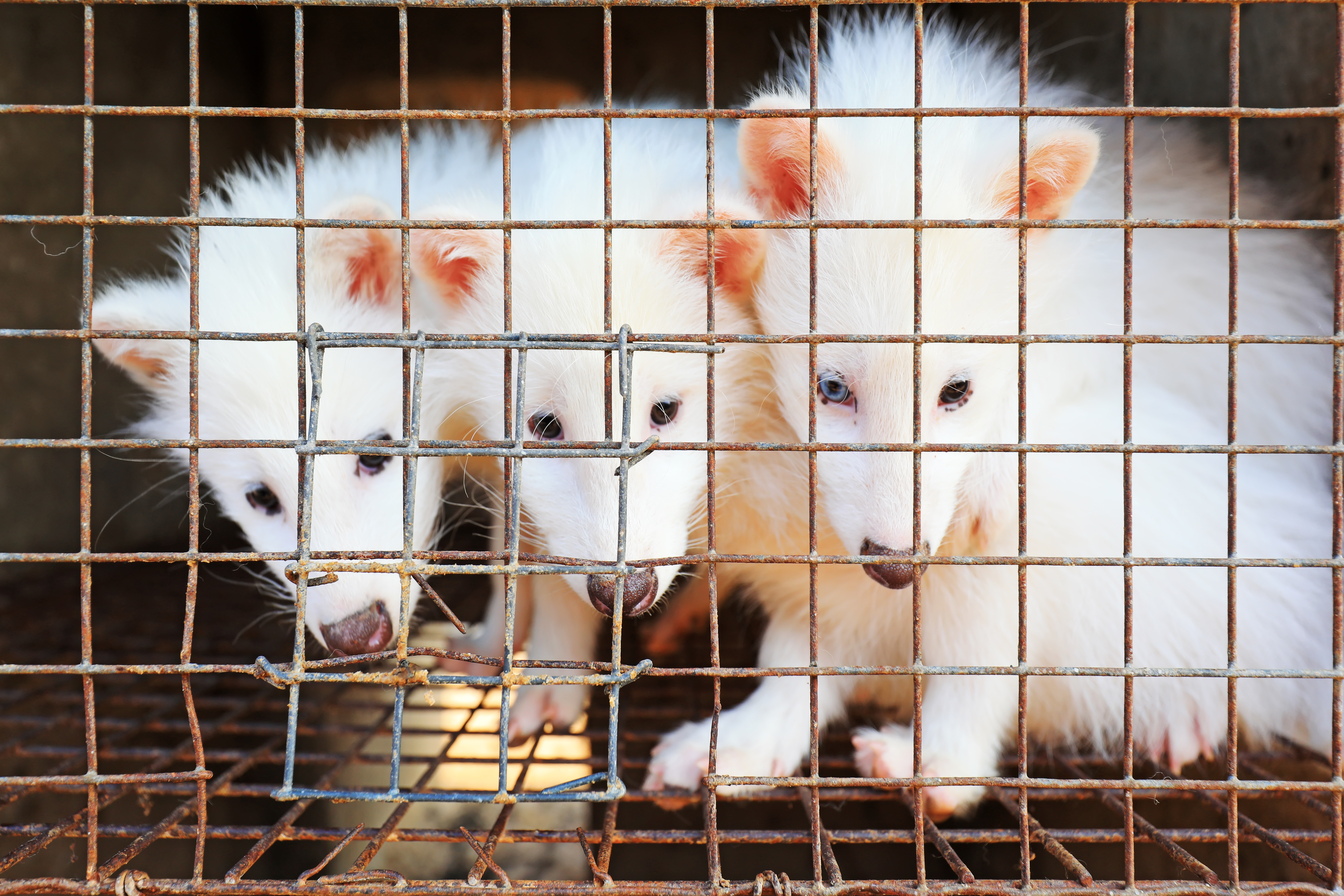 White raccoons in cages