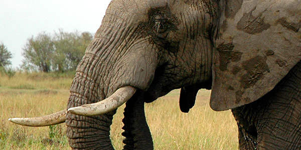 Elephant on grassy field